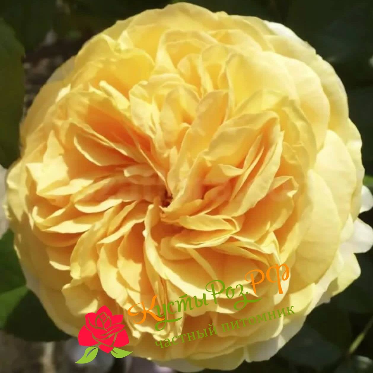 Чиппендейл Голд (Chippendale Gold) в Махачкале