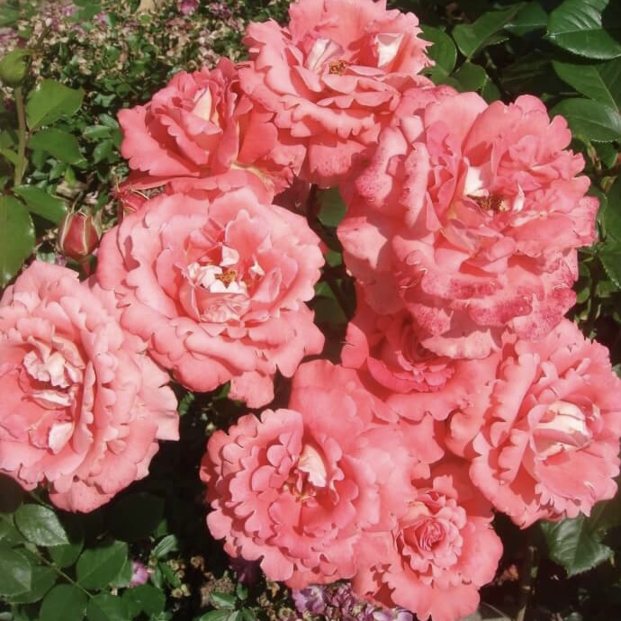 Вайкики в Махачкале