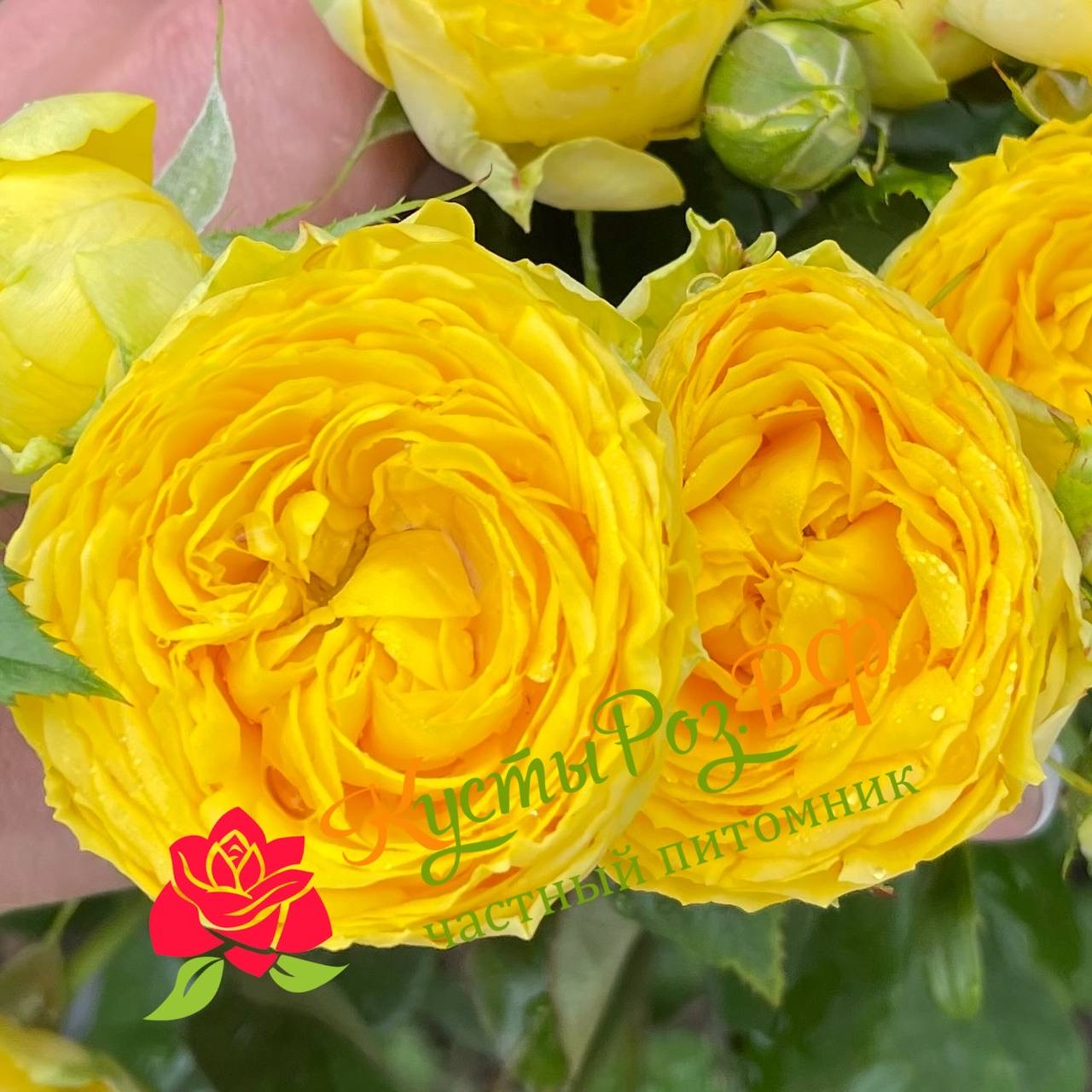 Луна Трандсеттер (Luna Trendsetter) в Махачкале