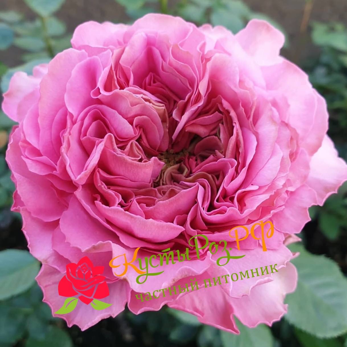 Жанелли (Janelle) в Махачкале