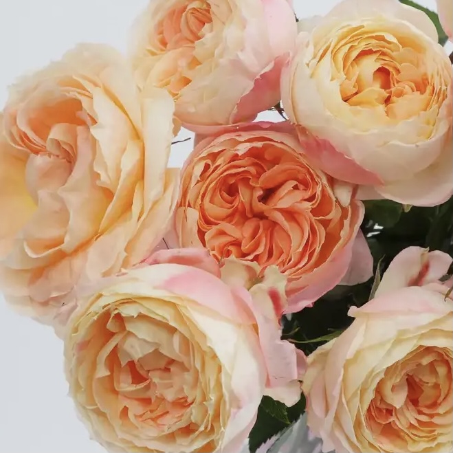 Принцесса Айко в Махачкале