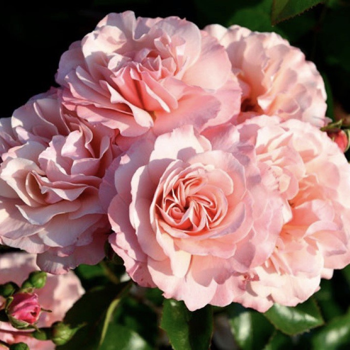 Боттичелли  в Махачкале