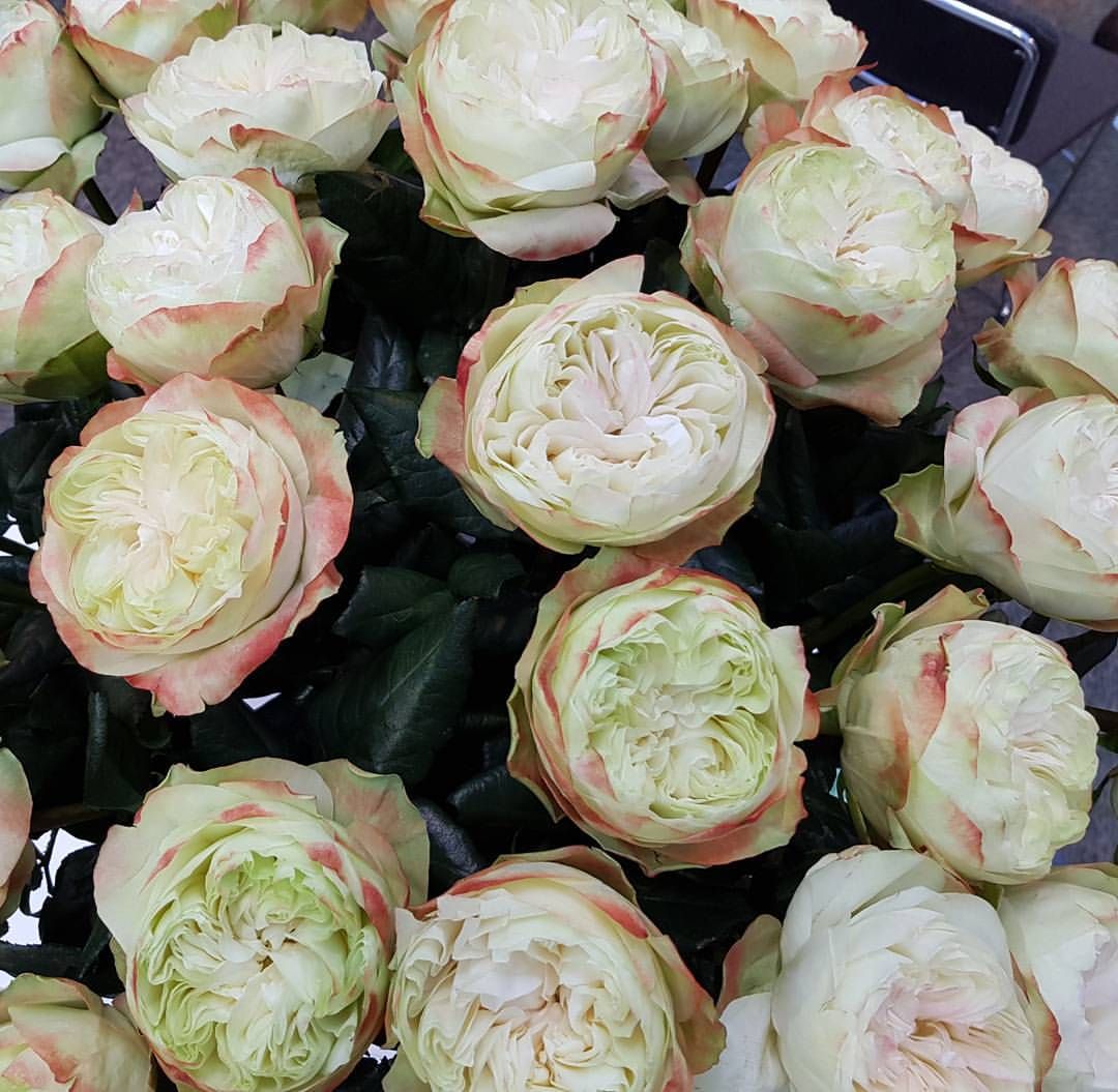 Кхела в Махачкале