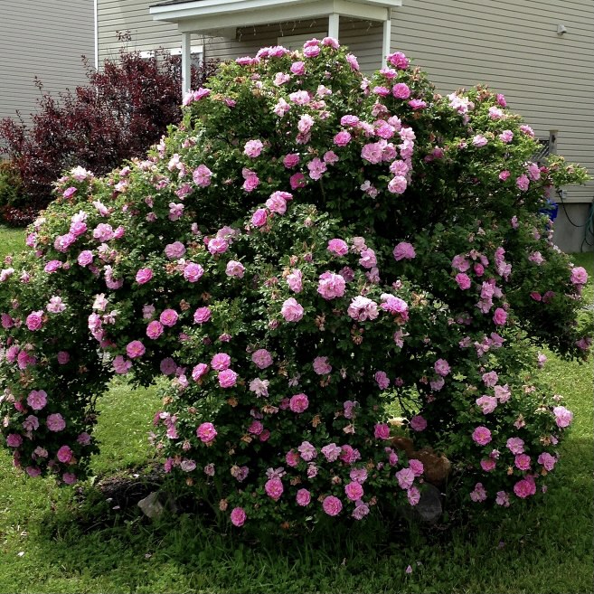 Тереза Багнет в Махачкале