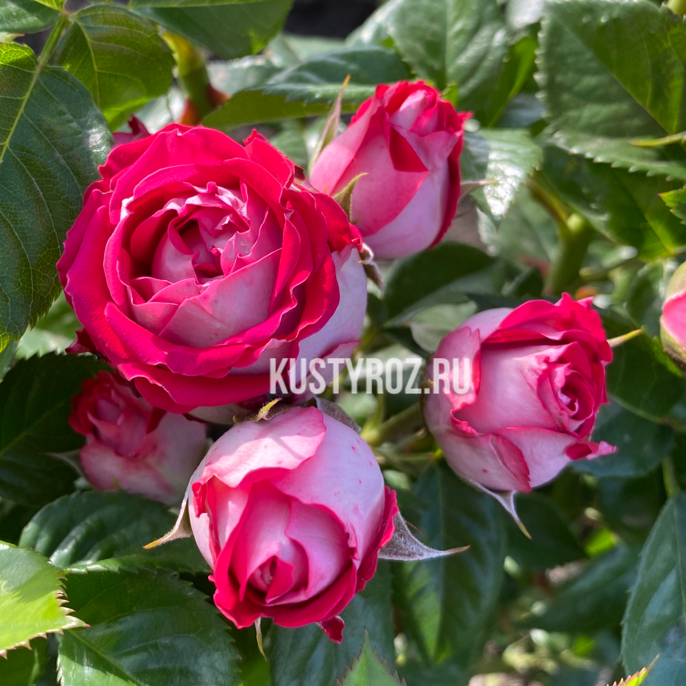 Руби Стар в Махачкале