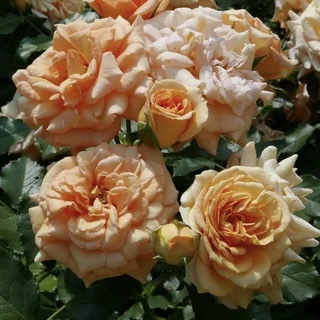 Бентхаймер Голд (Bentheimer Gold) в Махачкале