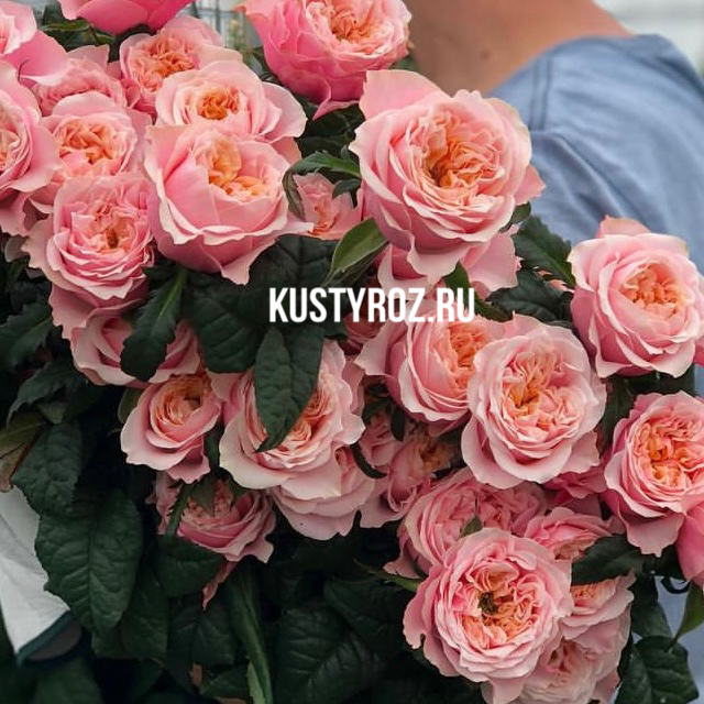 Ноттинг Хилл (Notting Hill) в Махачкале