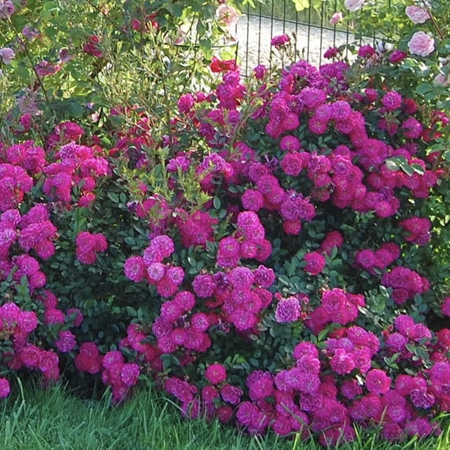 Пёрпл Рейн в Махачкале