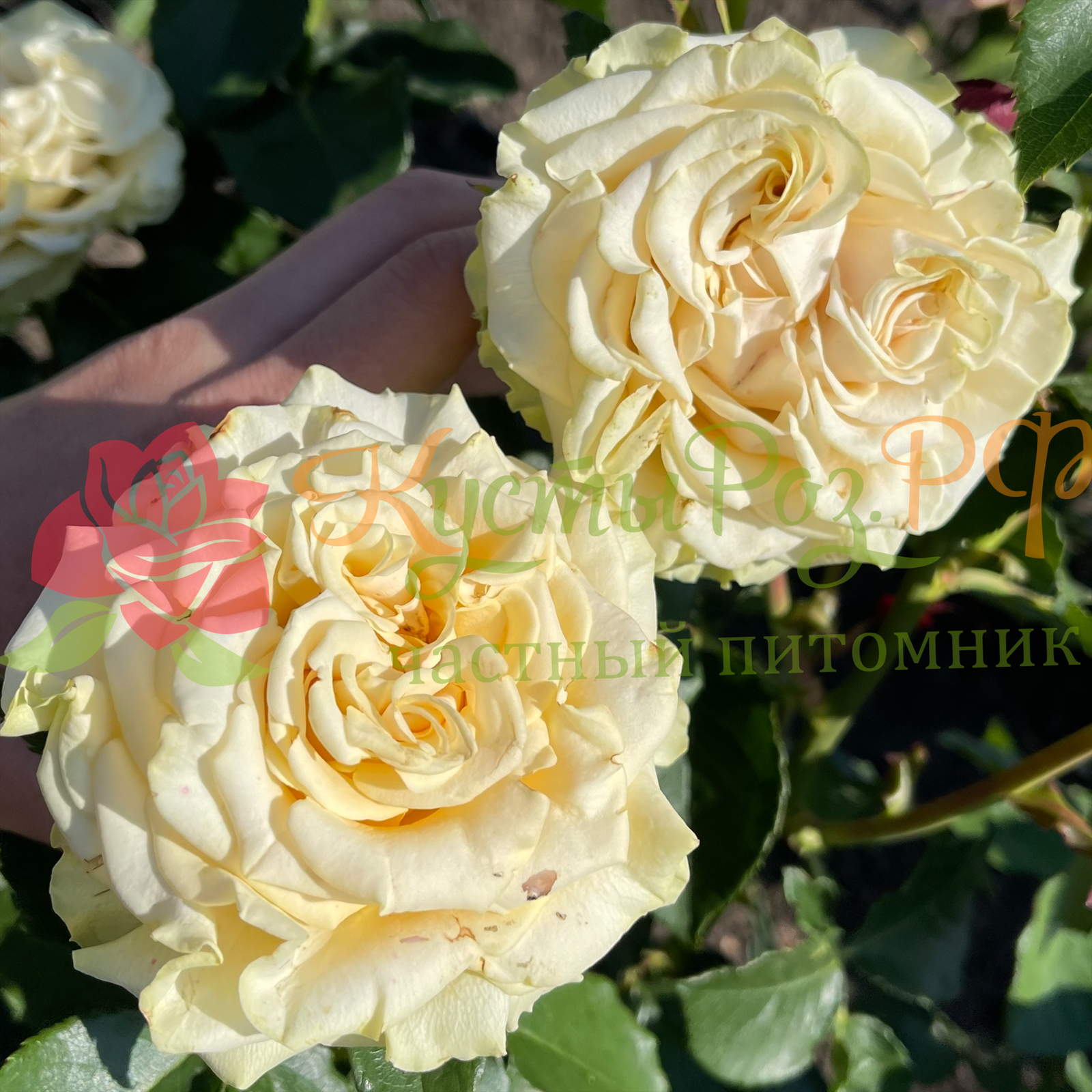 Лондон (London ) в Махачкале