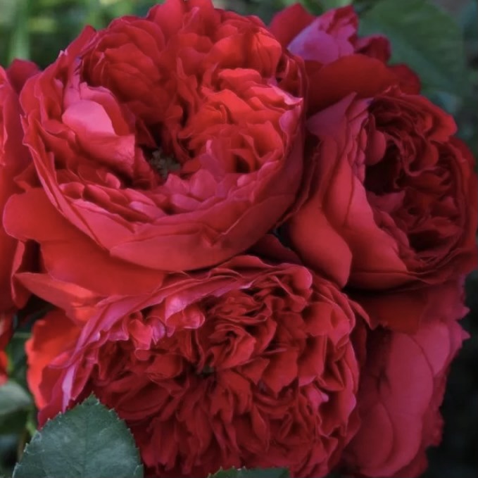 Флорентина в Махачкале