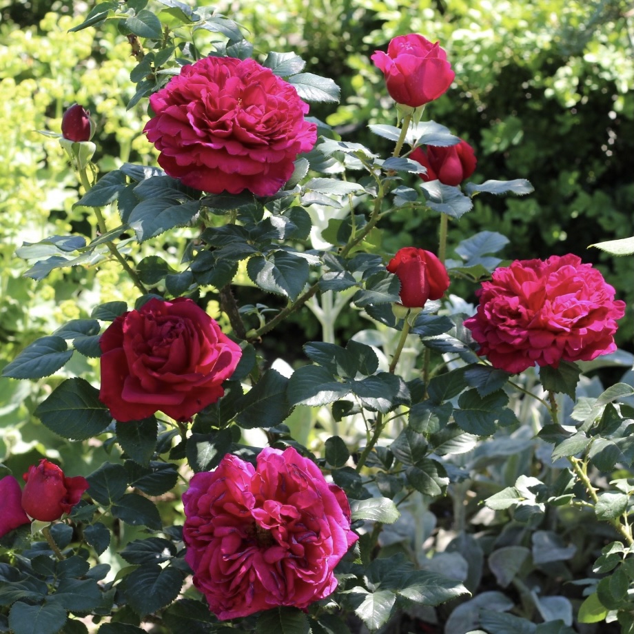 Фишерман Френд в Махачкале