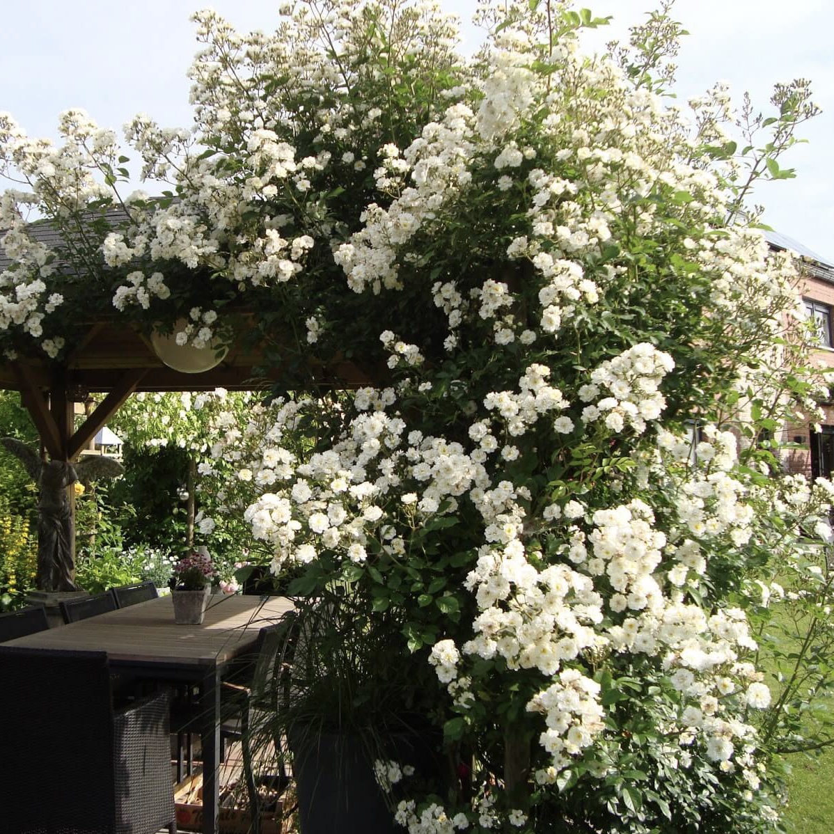 Гирлянд де Амур в Махачкале