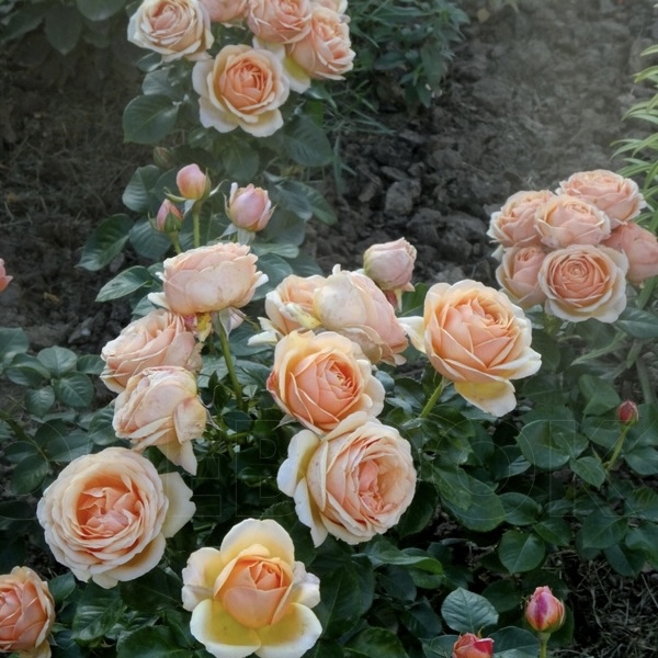 Йорс Континент Френдшип  (Yours in Continued Friendship) в Махачкале