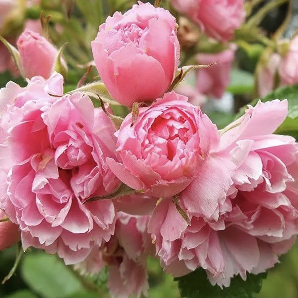 Пинк Грутендост в Махачкале