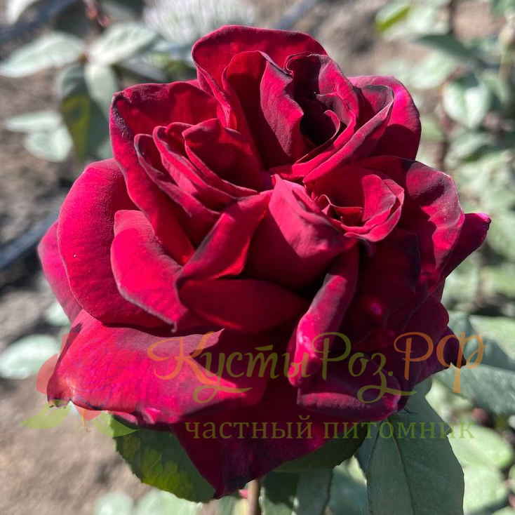 Ред Парфюмелла (Red Perfumella) в Махачкале