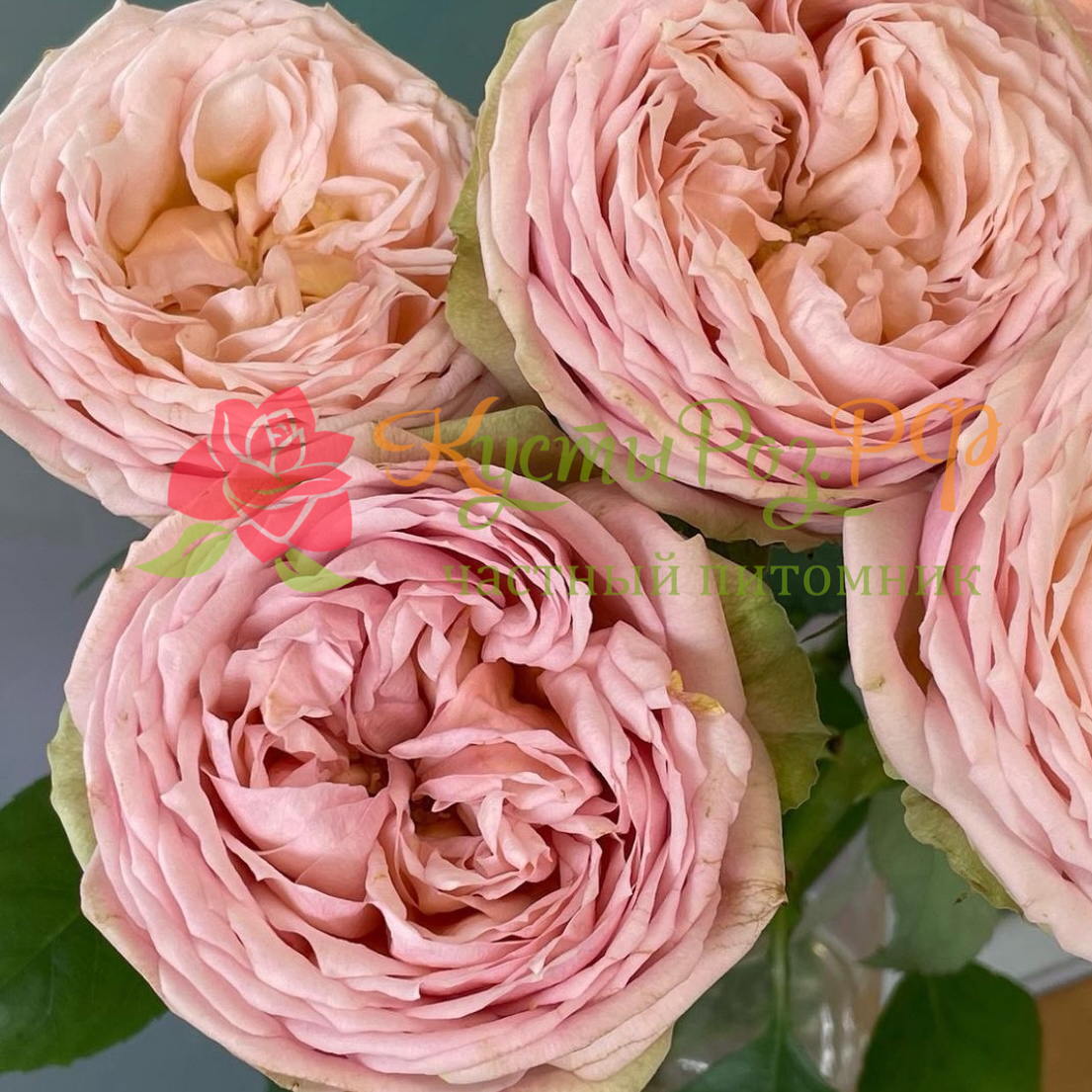 Свит Каталина (Sweet Catalina) в Махачкале