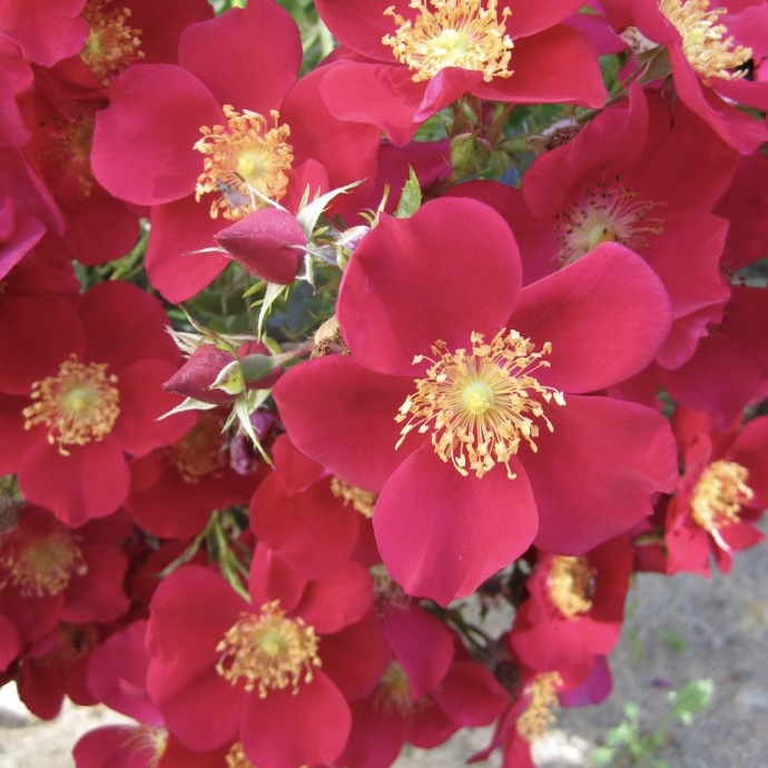 Перпл Хейз в Махачкале