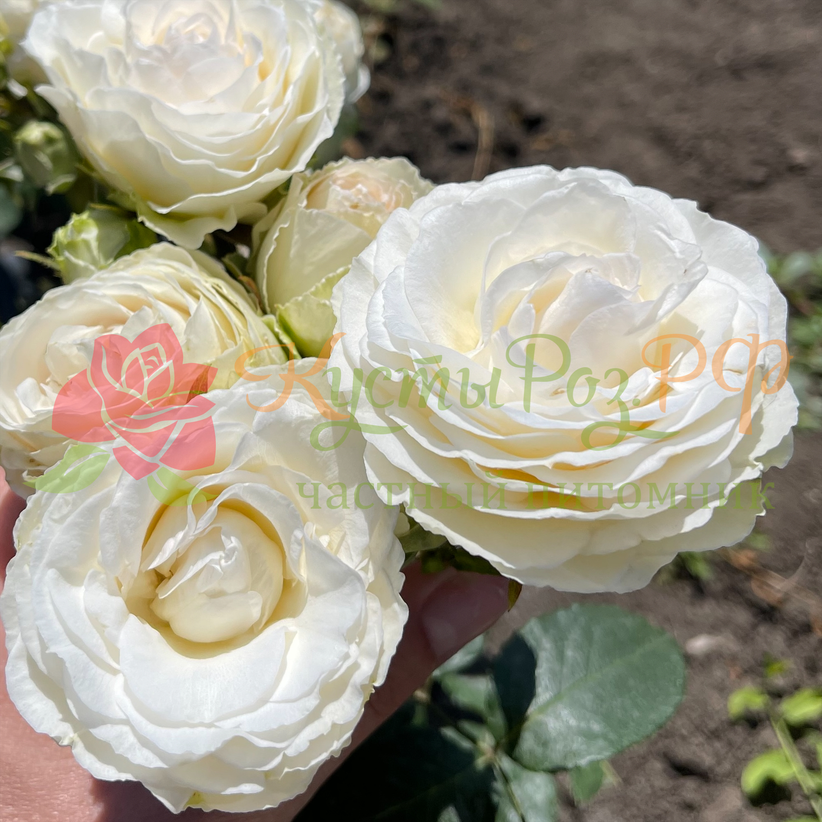 Порселейн Лейс (Porcelain Lace) в Махачкале