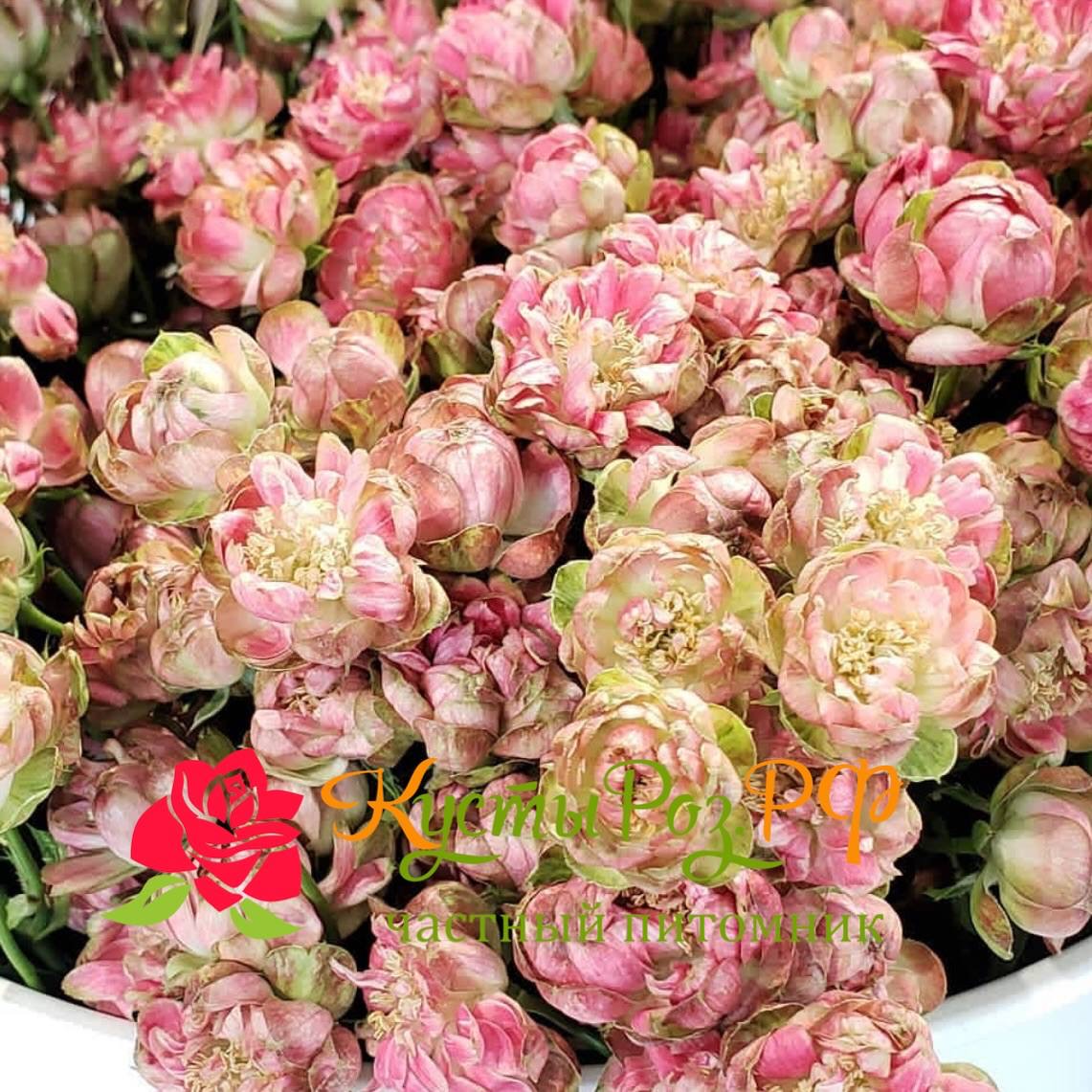 Вайлд Редиш (Wild Radish) в Махачкале