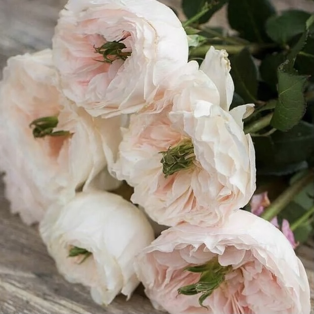 Чарити в Махачкале