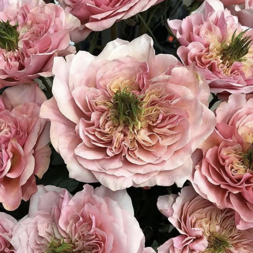 Микото в Махачкале