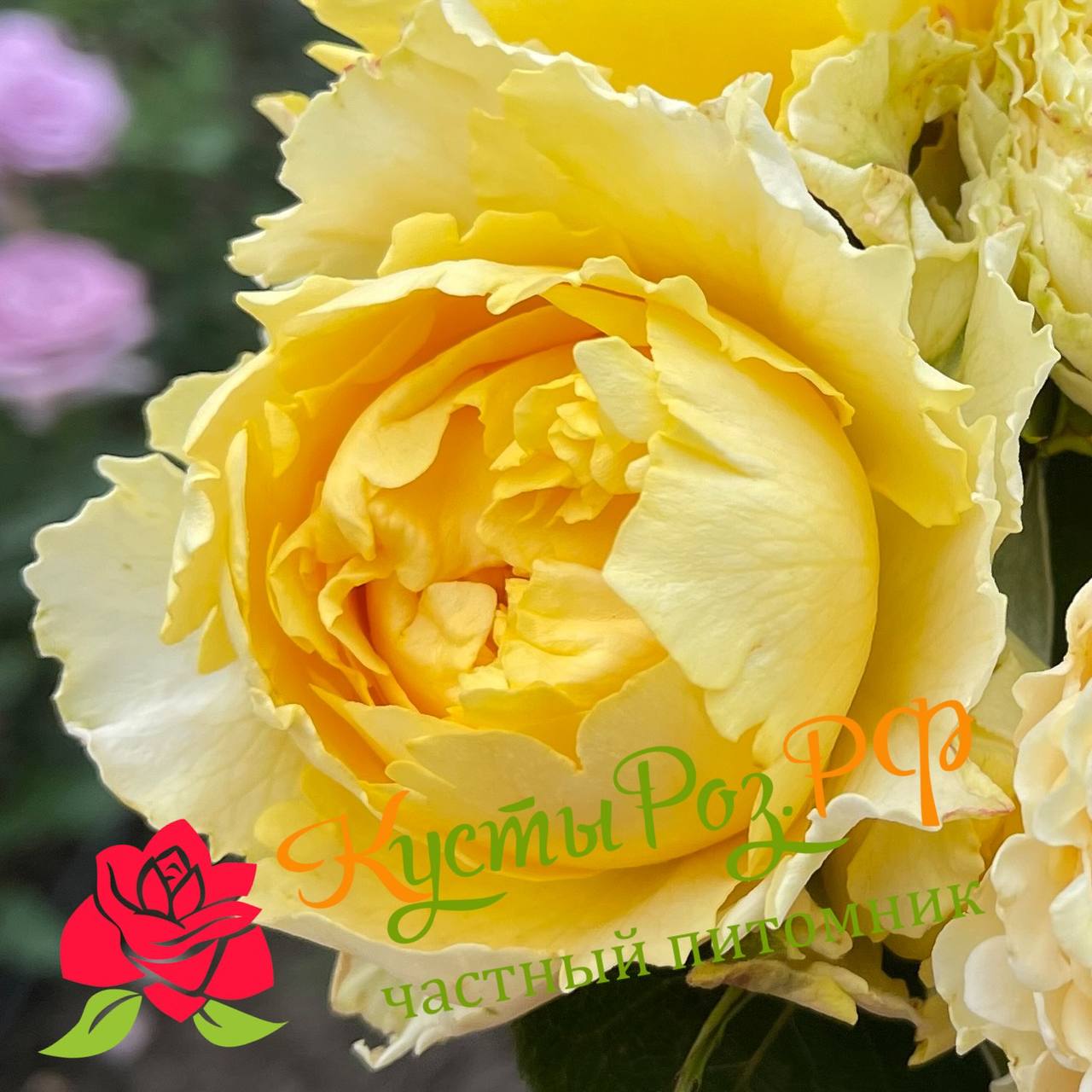 Каралуна Голд (Caraluna Gold) в Махачкале