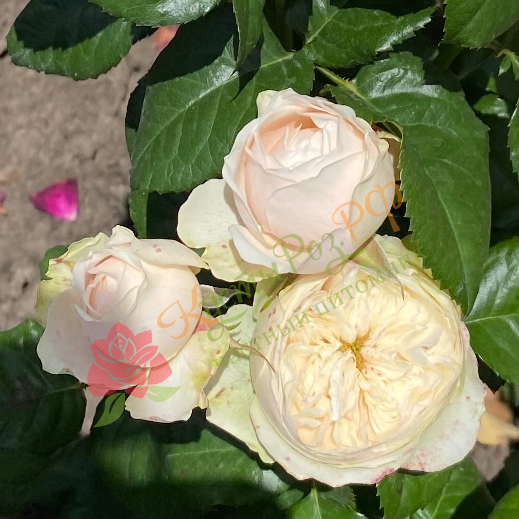 Дарлингтон (Darlington) в Махачкале