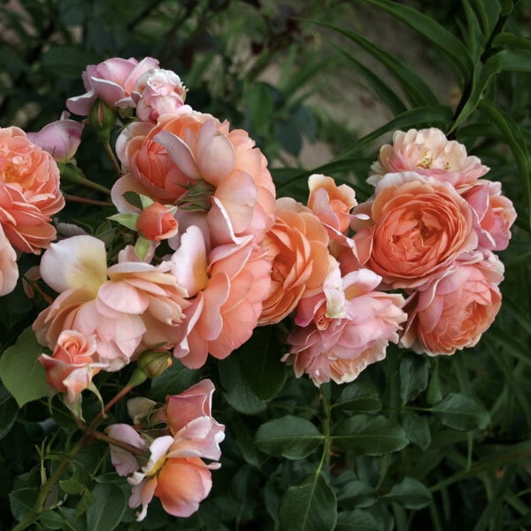 Элизабет Стюарт в Махачкале