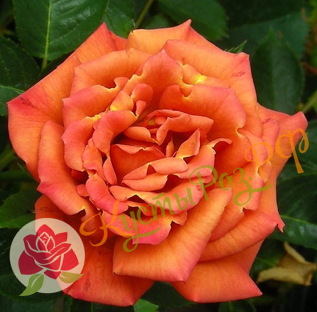 Пампкин Патч (Pumpkin Patch)) в Махачкале