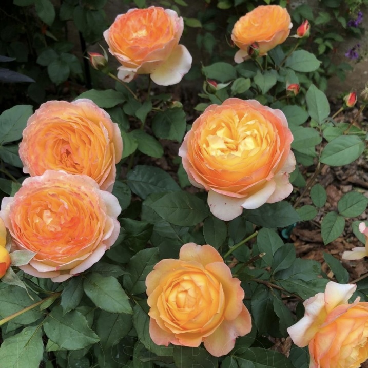 Велл Бинг  (Well Being) в Махачкале