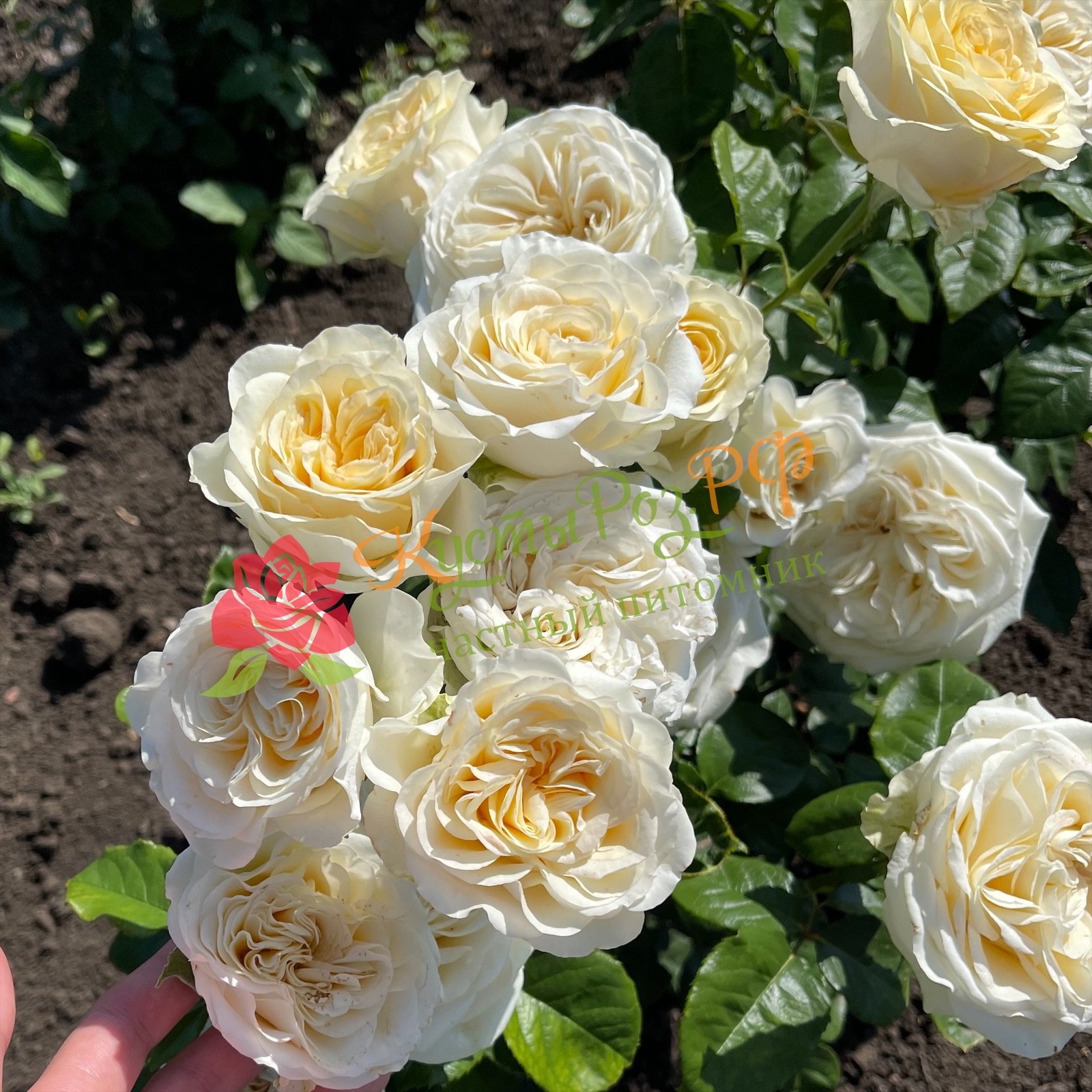 Баттеркап (Buttercup) в Махачкале