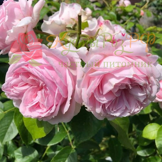 Велленшпиль (Wellenspiel) в Махачкале