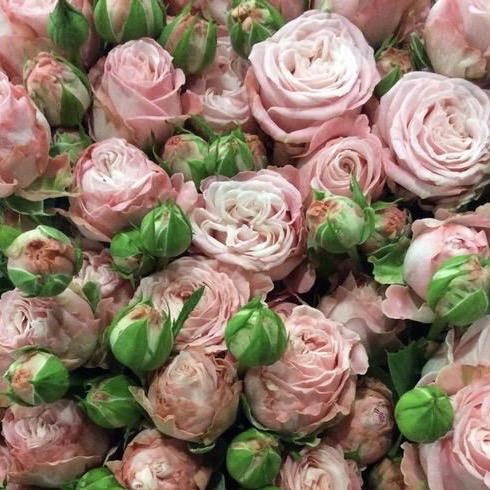 Мадам бомбастик в Махачкале