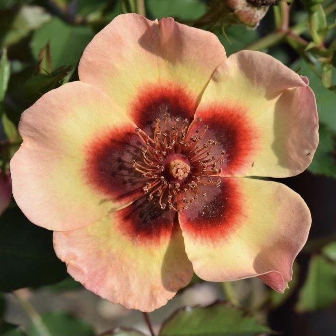 Фэнси Бэбилон Айс в Махачкале