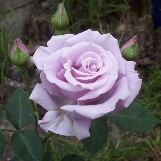 Сильвер Стар (Silver Star) в Махачкале