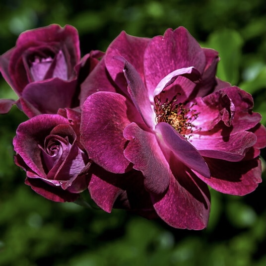 Бургунди Айс в Махачкале