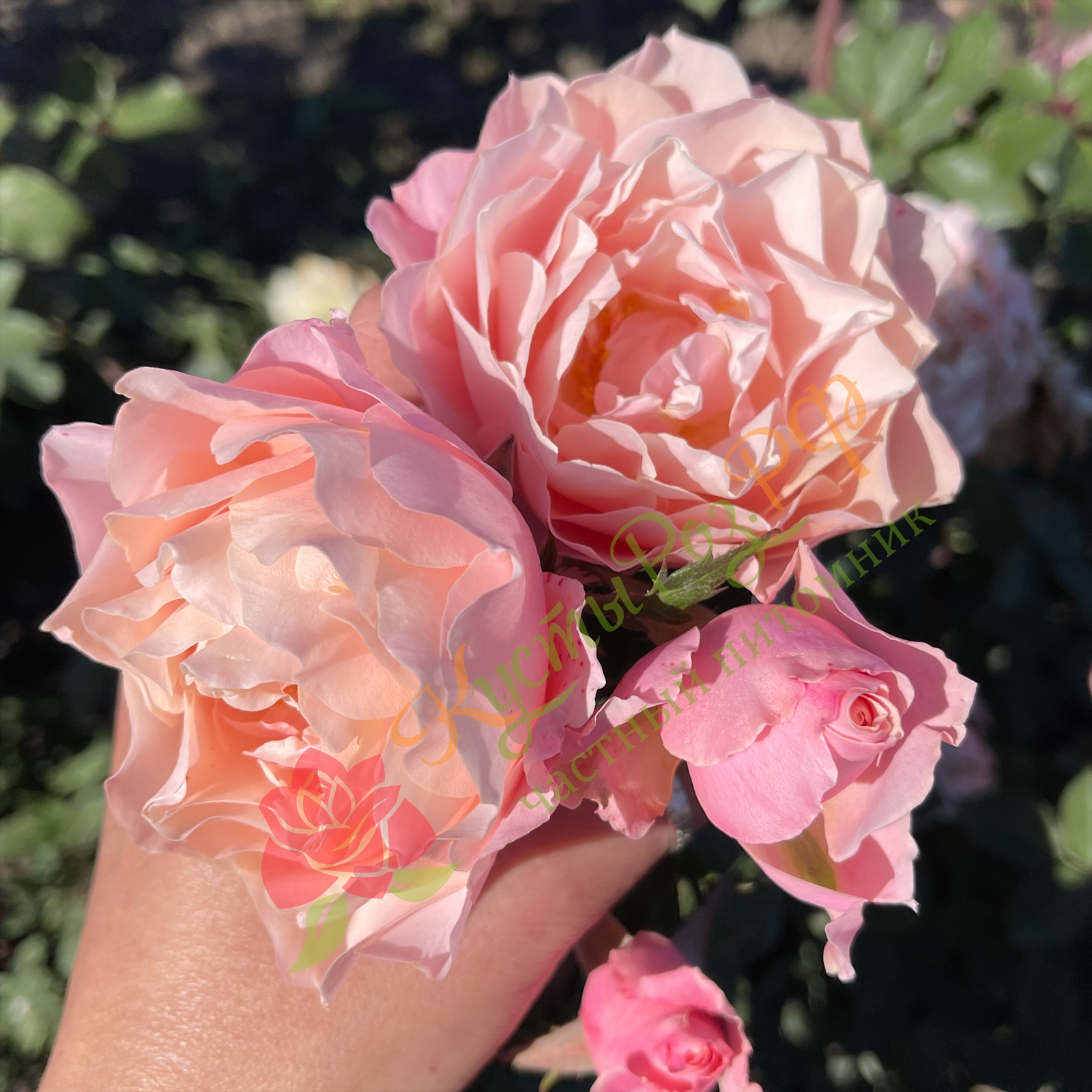 Дафна (Daphne) в Махачкале