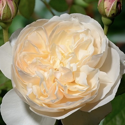 Личфилд Энджел в Махачкале