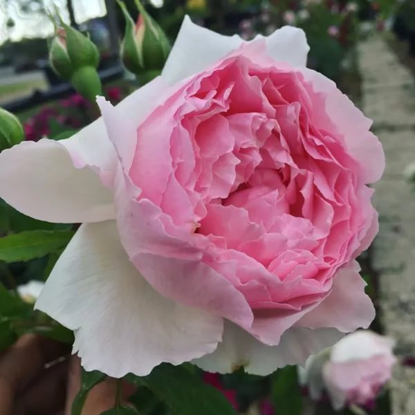 Зе Веджвуд Роуз в Махачкале