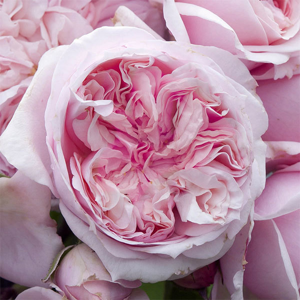 Шато Барбероллес в Махачкале