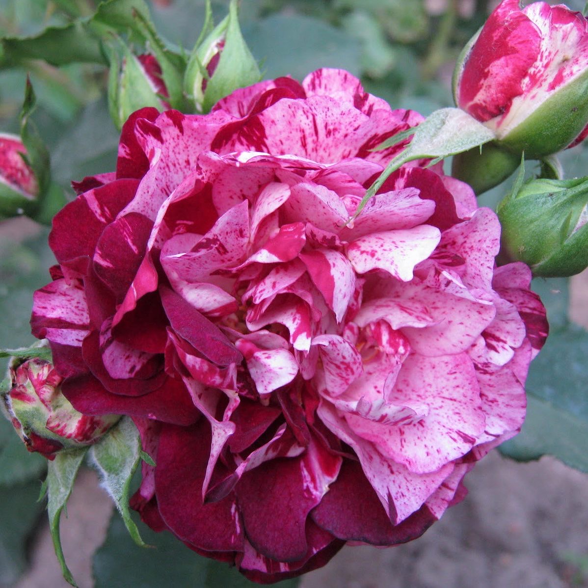 Нью Имэджин в Махачкале