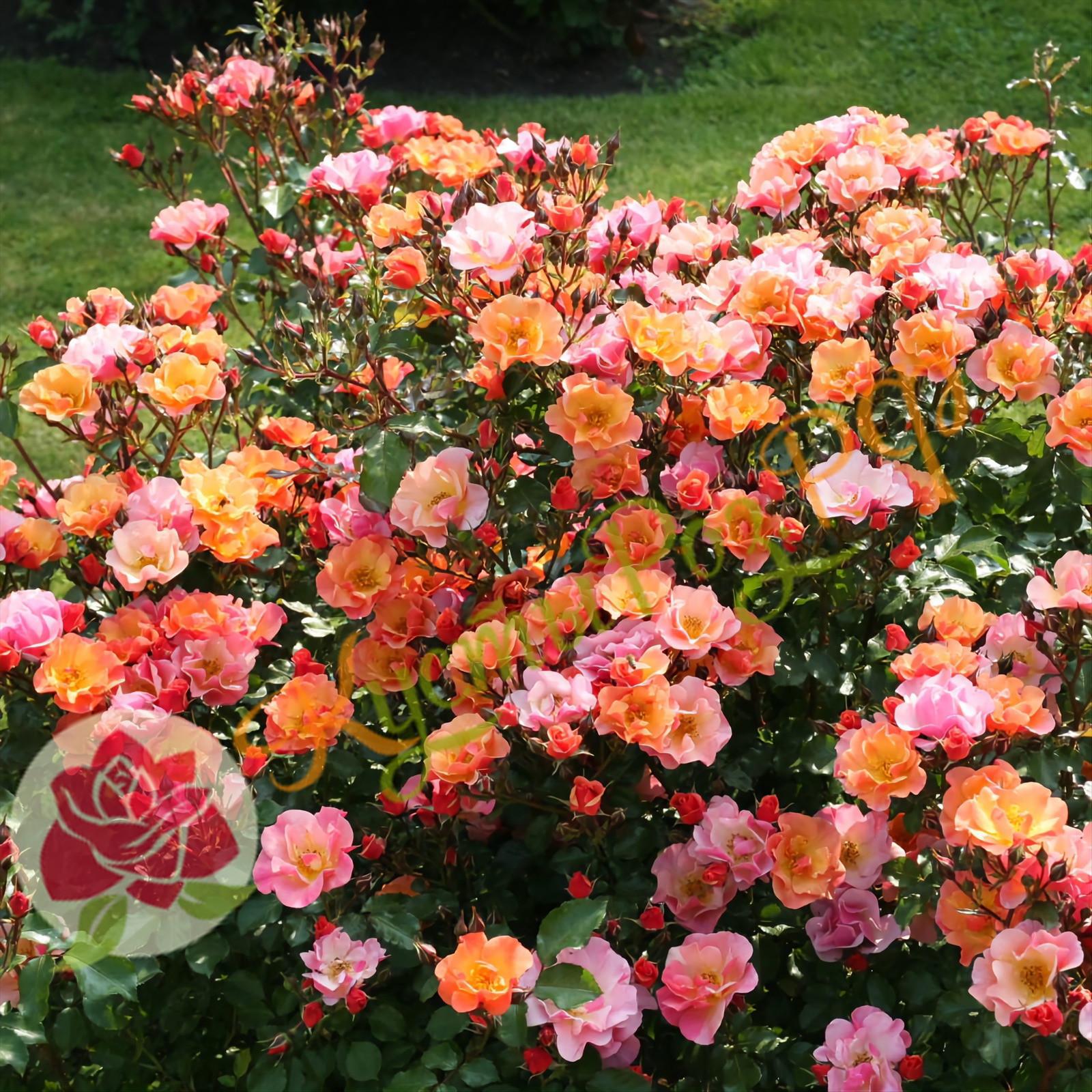 Джаз (Jazzz) в Махачкале