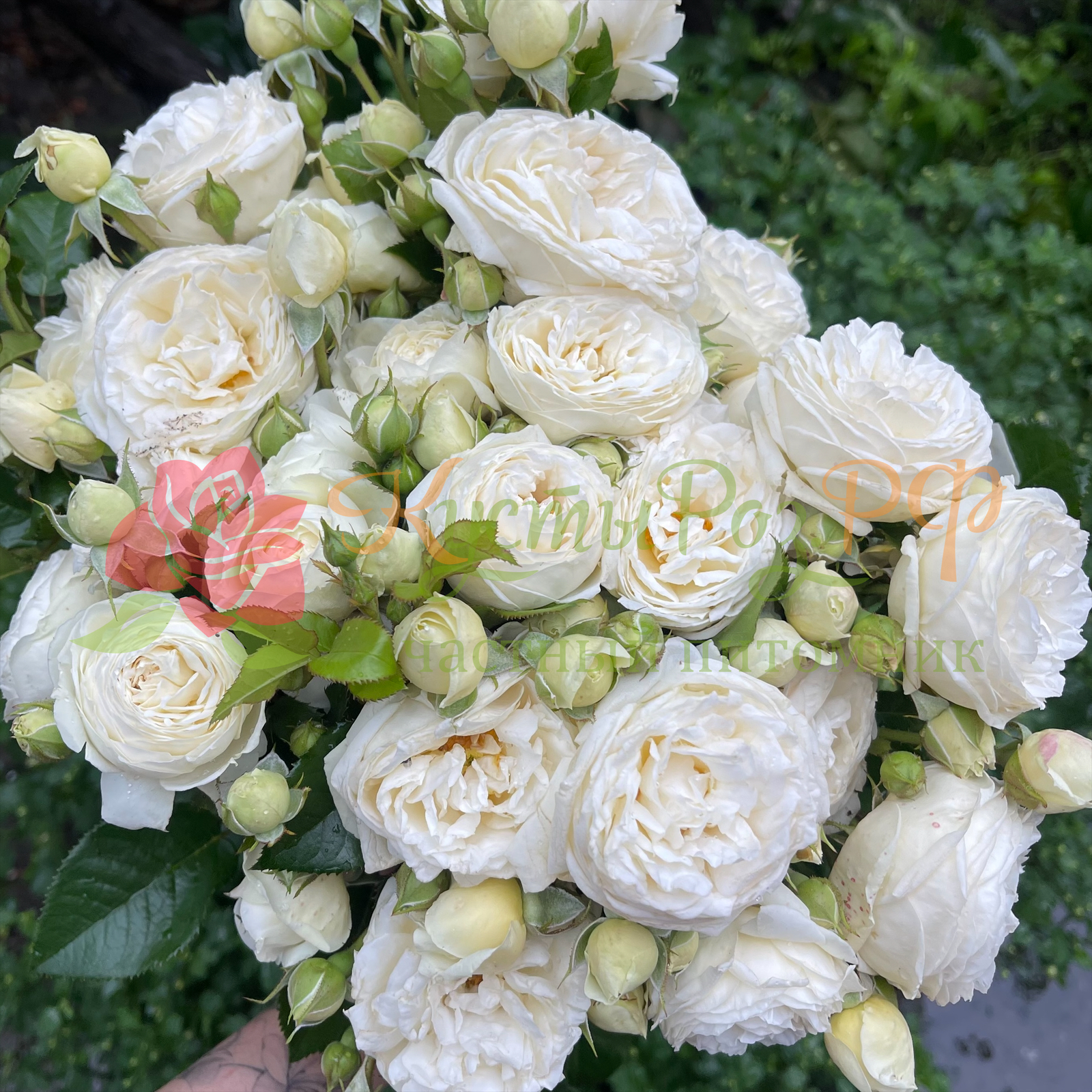 Мисс Бомбастик (Miss Bombastic) в Махачкале