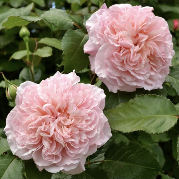 Роз де Толбиак в Махачкале