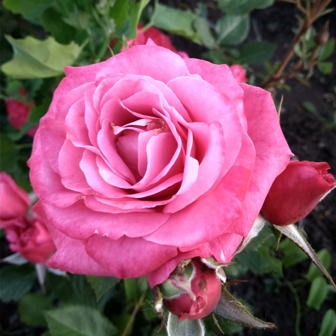 Лавендер Мейландина (Lavender Meillandina ) в Махачкале