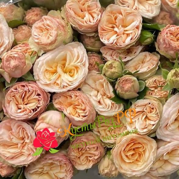 Джентл Трандсеттер (Gentle Trendsetter) в Махачкале