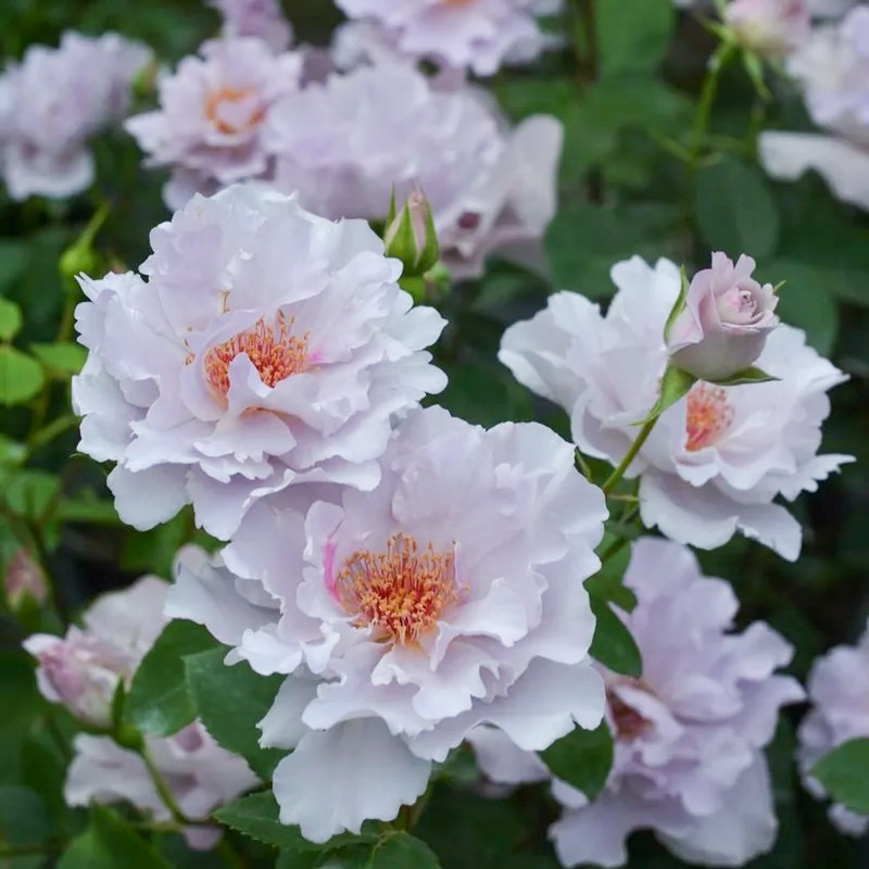 Кутюре роз Тилия в Махачкале