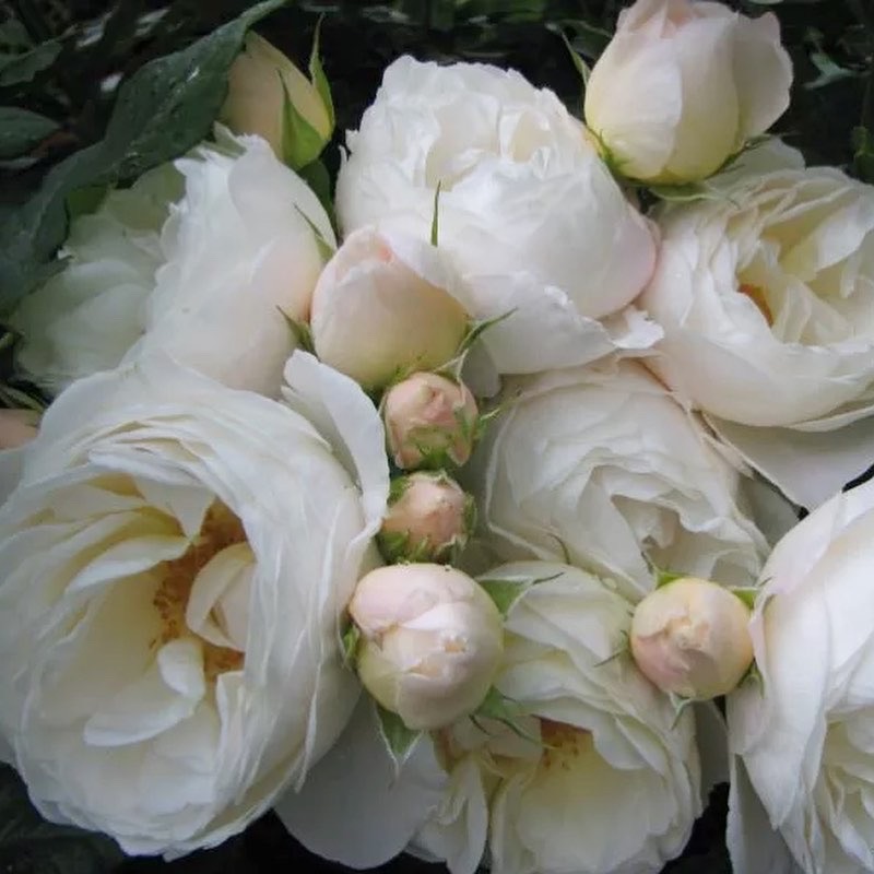 Ютерсен Клозтерроуз в Махачкале