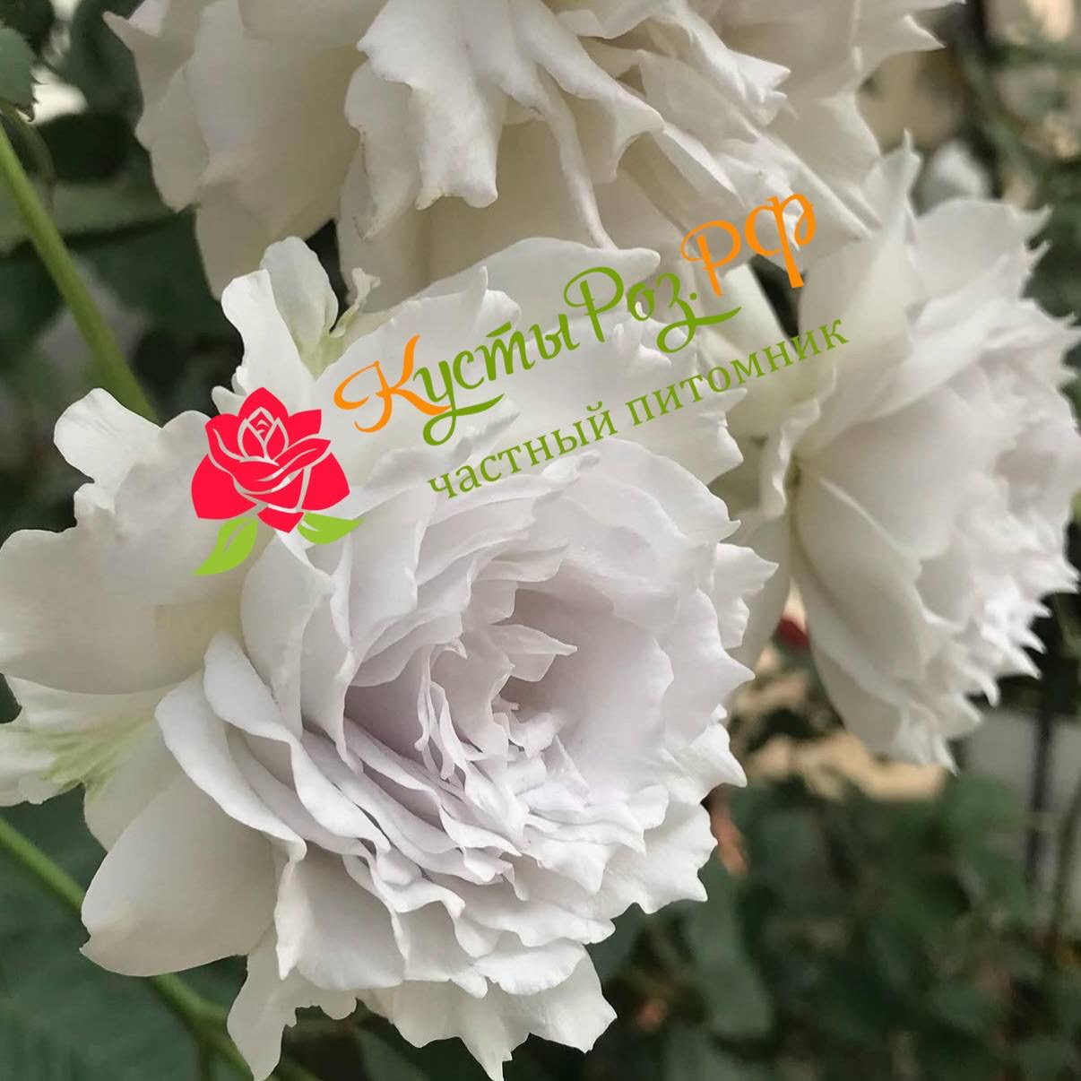 Габриэль (Gabriel) в Махачкале