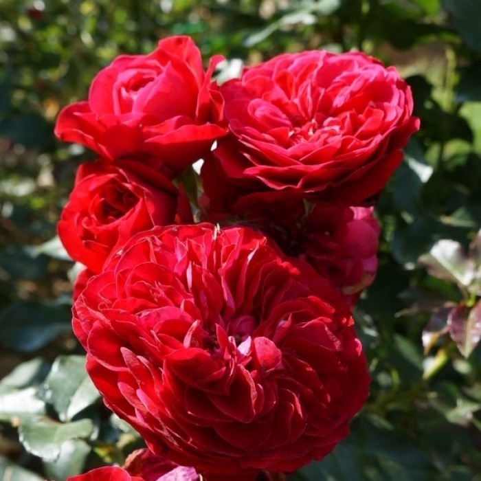 Мона Лиза в Махачкале